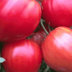 Plants de tomate coeur de boeuf