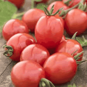 Plant de Tomate Cerise