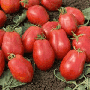 Plant de tomate Roma
