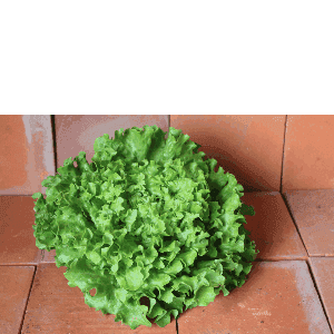 Salade Batavia verte