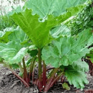 Plant de Rhubarbe