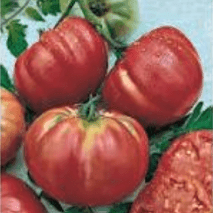 Plant tomate Brandywine
