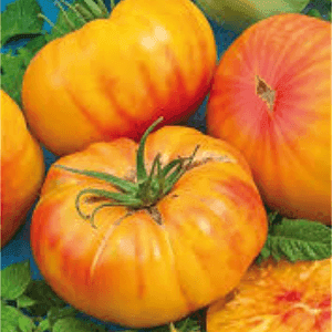 Plant tomate Ananas