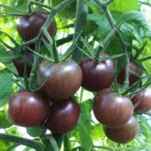 Plant tomate cerise Black Cherry