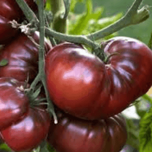 Plant tomate Noire de Crimée