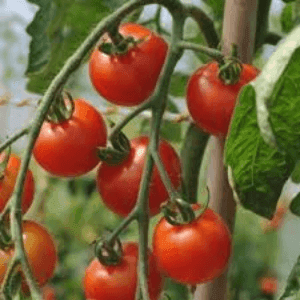 Plant tomate cerise Délice du jardinier