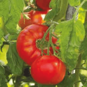 Plant tomate Merveille des Marchés