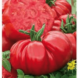 Plant tomate Beefsteak