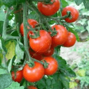 Plant tomate cerise Miel du Mexique