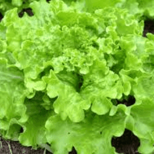 Plant de Salade Batavia Blonde