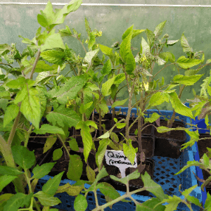 Plant Tomate précoce de Quimper
