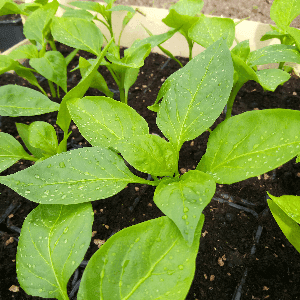 Poivron Oda - violet (plant)