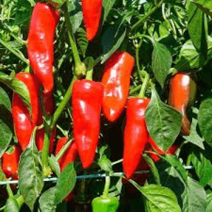 Plant Piment Gorria (type Espelette)