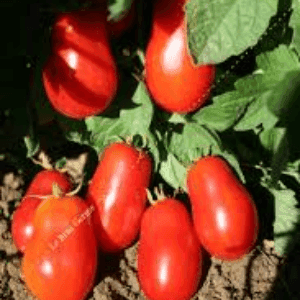 Plant tomate Roma vf