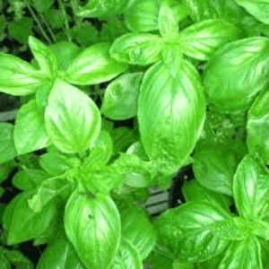 Basilic vert (en pot)