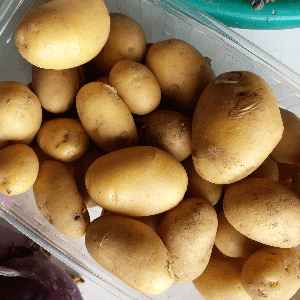 Pommes de terre primeurs