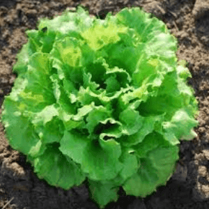 Salade (variété selon récolte)