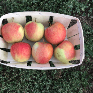 pommes pinova