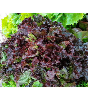 Salade Batavia rouge AB