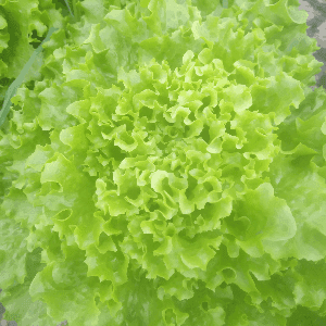 Salade Batavia Verte
