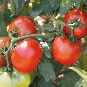 Plant de tomate Joie De la Table