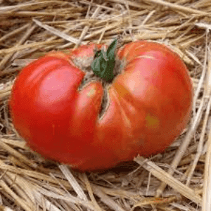 Plant de tomate Rouge Russe