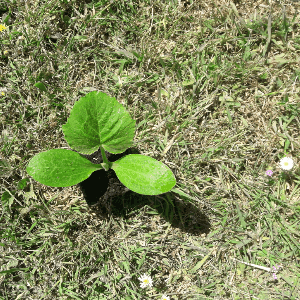 Plant de courgette