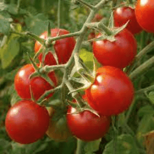 Plant Tomate - Cerises rouges
