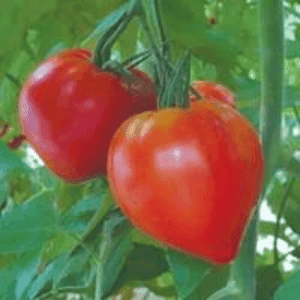 Tomates coeur de boeuf / anciennes