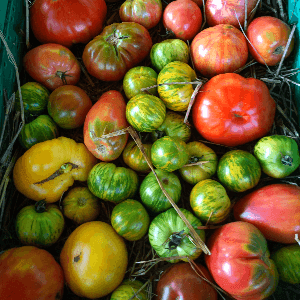 Tomates Anciennes