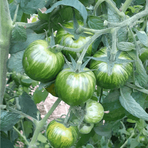 Tomates vertes pour confiture 5kg