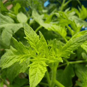 Tomate Gregory Altaï (plant)