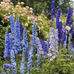 Plant Fleur Delphinium Galilée Bleu (Lourdes)