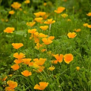 Plant Fleur Escholtzia (Pavot Californien) (Lourdes)