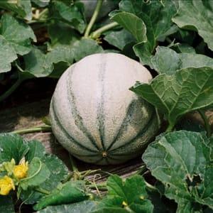 Plant Melon (Lourdes)