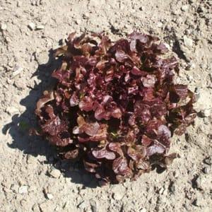 Plant Salade Feuille de Chêne Rouge (Lourdes)