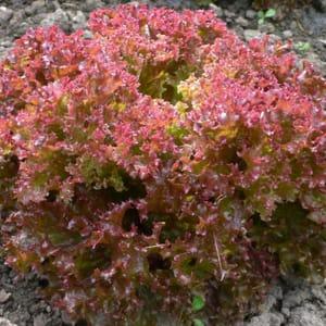 Plant Salade Lollo Rossa (Lourdes)