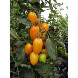 Plant Tomate Cerise Blush (Lourdes)