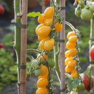 Plant Tomate Cerise Poire jaune (Lourdes)