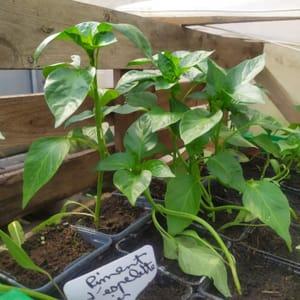 Plant piment Gorria (Espelette)