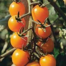 Plant Tomate Cerise Gold Nugget