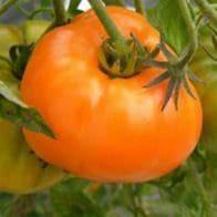 Plant de tomate Persimmon