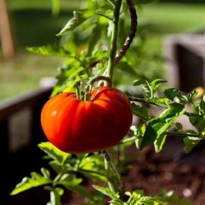 Plant tomate Marmande