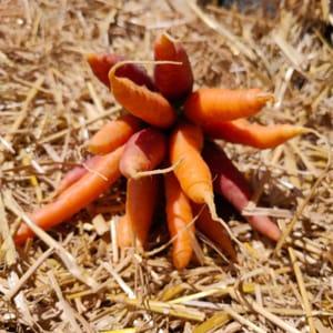 botte de petites carottes