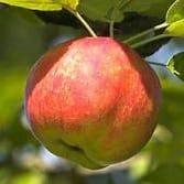 Pomme Argilière (très parfumée)