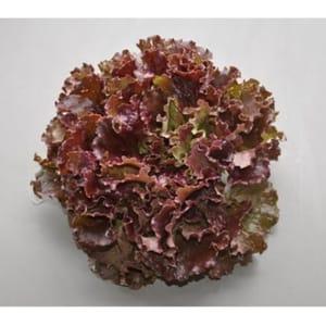 Salade batavia rouge