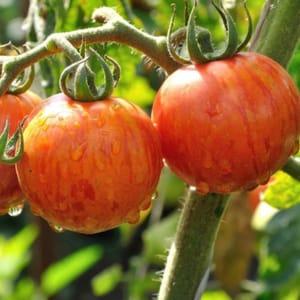 Plant Tomate Tigerella (Lourdes)