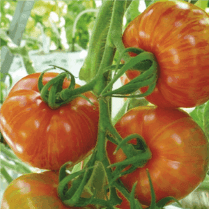 Plant Tomate Timenta