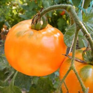 Plant Tomate Persimon (Lourdes)