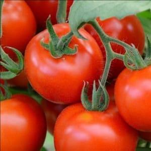 Plant de tomate - Précoce de Quimper